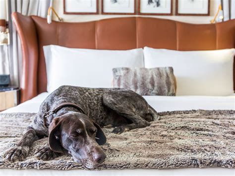 Pet Friendly Hotels The 10 Best Luxury Stays In The U S Photos Cond Nast Traveler