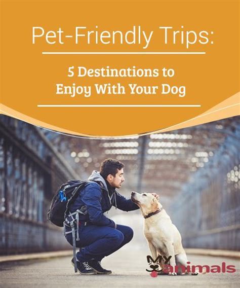 Pet Friendly Trips 5 Destinations To Enjoy With Your Dog These