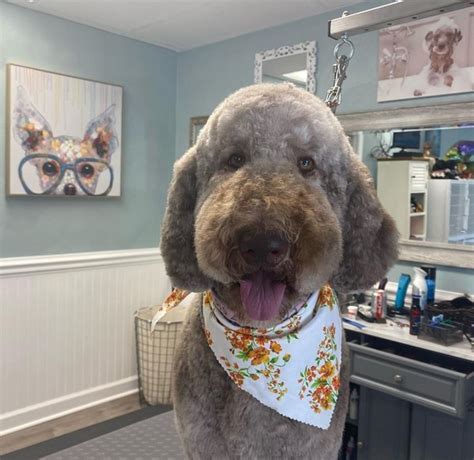 Pet Grooming Great Neck Pet Grooming Virginia Beach Norfolk