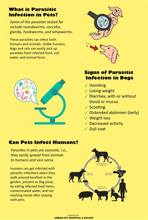 Pet News Amp Articles Urban Pet Hospital Blog Ehrlichiosis Everything You Need To Know About