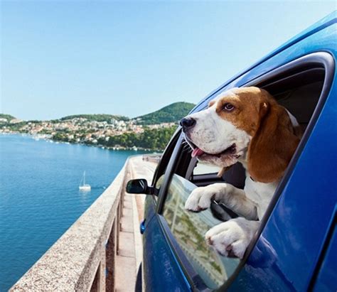 Pet Travel Tips 12 Tips For Traveling With Your Pets