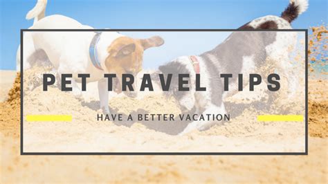 Pet Travel Tips How To Vacation With Your Best Friend Not So Lost In