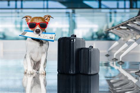 5 Pet Travel Tips