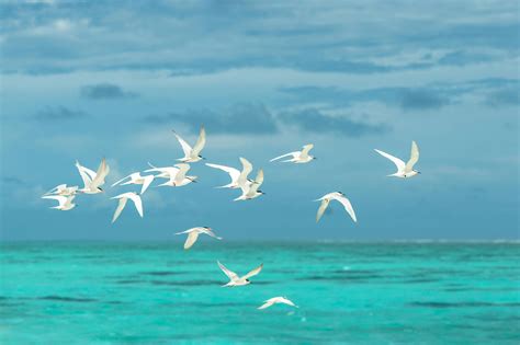 Photo Of Flock Of Birds Flying Free Stock Photo