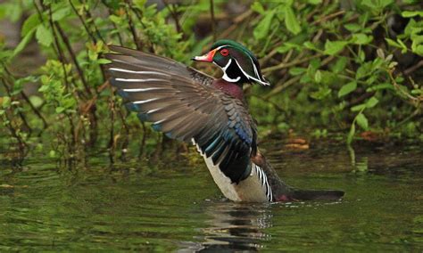 Photographing Wildlife In Action Travel Oregon