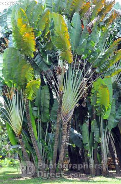 Pin By Sarah Sarah On Travellers Palm Travellers Palm Plants Palm