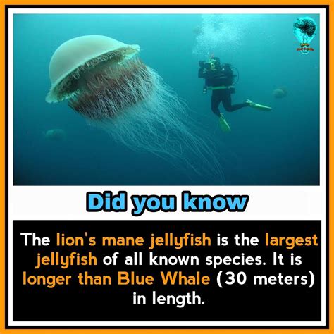 Pin On Always Interesting Facts