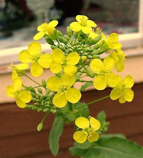 Plantfiles Pictures Brassica Species Canola Canadian Turnip Swedish Turnip Yellow Turnip