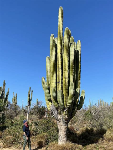 Plantfiles Pictures Mexican Giant Cardon Card N Elephant Cactus Pachycereus Pringlei By Palmbob