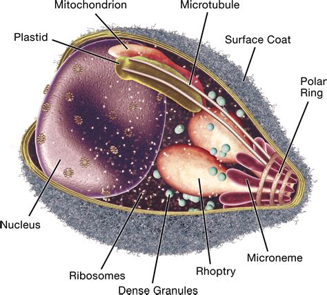 Plasmodium Malariae Diagram