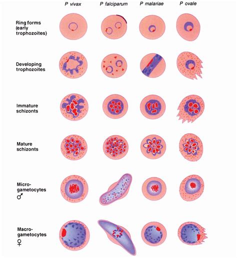 Plasmodium Ovale Stages