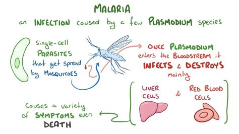 Plasmodium Species Malaria Osmosis