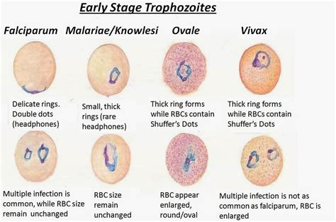 Plasmodium Species Riset