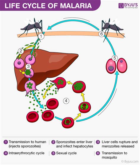 Plasmodium Vivax Neet Biology Notes