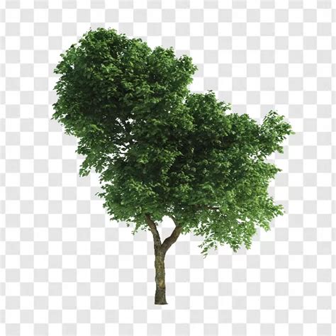 Png Pngtree