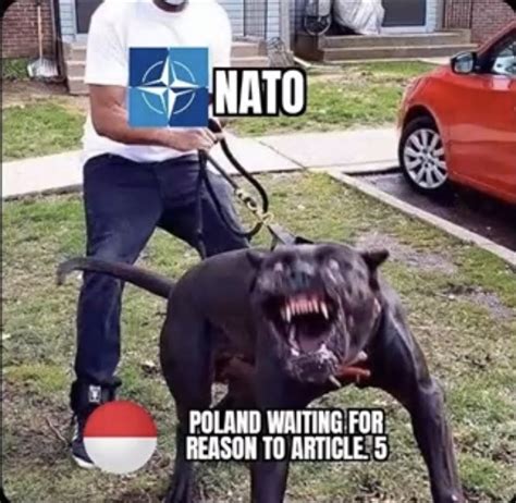 Poland Attack Dog Nato Article 5 Know Your Meme