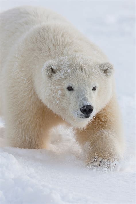 Polar Bears Photo Tour Hugh Rose Photography