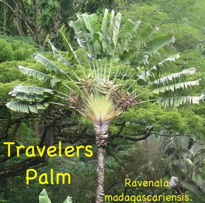 Polynesian Produce Stand Travelers Palm Traveller Palm Spectacular Tree Live 1 Gallon Banana