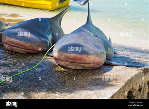 Port Hedland Shark Attack Prompts Warning As Bull Shark Attacks Become