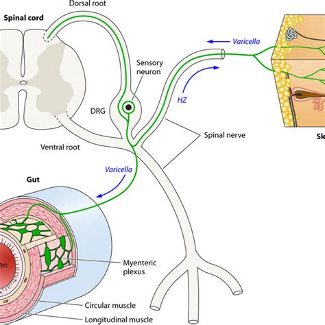 Potential Routes Taken By Vzv During Its Life Cycle Dorsal Sensory