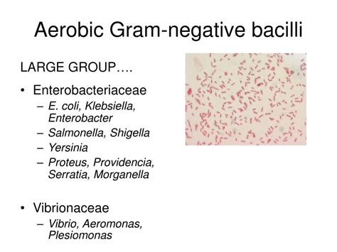 Ppt Aerobic Gram Negative Bacilli Powerpoint Presentation Free