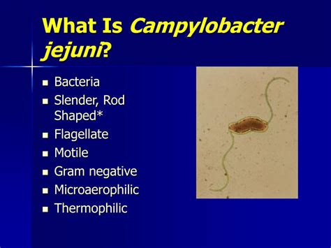 Ppt Campylobacter Jejuni Powerpoint Presentation Free Download Id