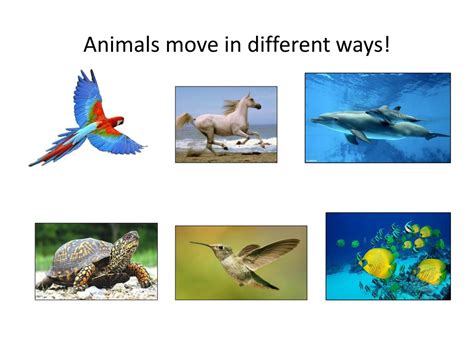 Ppt How Do Animals Move Powerpoint Presentation Free Download Id