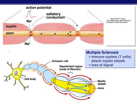 Ppt Nervous System The Neuron And The Transmission Of A Nerve