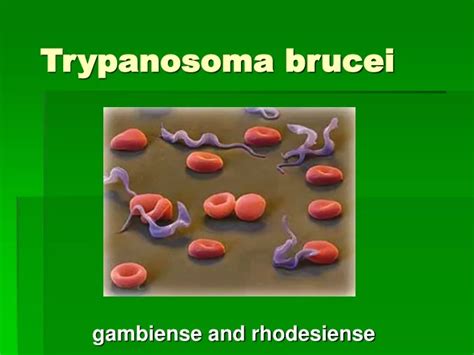 Ppt Trypanosoma Brucei Powerpoint Presentation Free Download Id