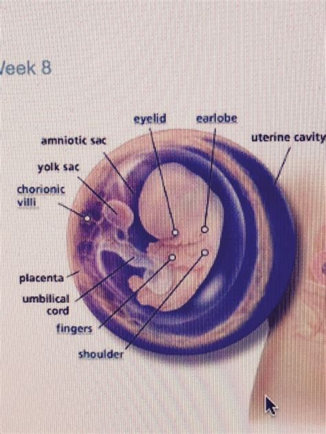 Pregnancy At 9 Weeks Parenting In The Loop