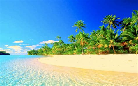 Premium Photo Tropical Paradise