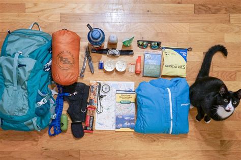 Prepare Your Cat For A Life Of Travel Adventure Cats