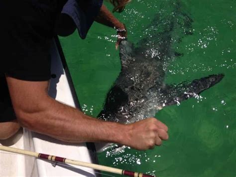 Private Destin Shark Fishing With Reel Deal Charters Tripshock