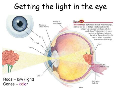 Light Travels Through Eye