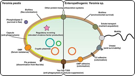 Prominent Yersinia Virulence Factors Yersinia Pestis And Download