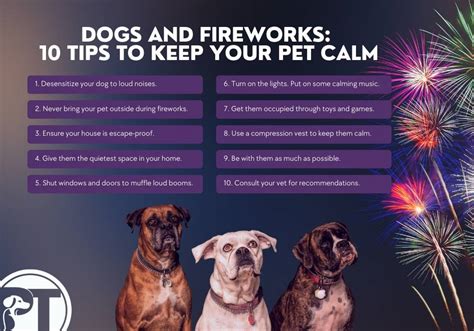 Protecting Your Pets Staying Safe And Calm During New Year S Fireworks