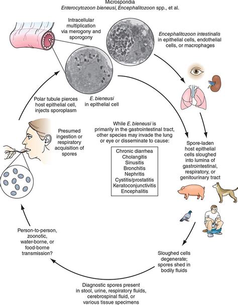 Protozoal Intestinal Infections And Trichomoniasis Clinical Gate