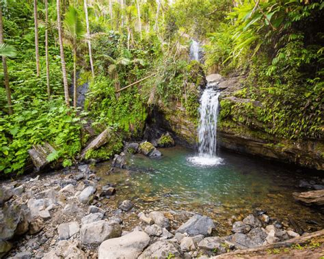 Puerto Rico Tour To El Yunque Rainforest Hiking To Waterfall