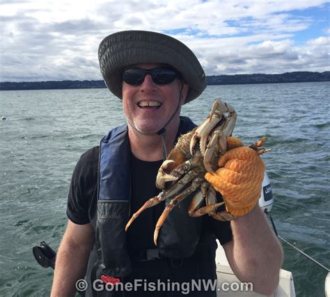 Puget Sound Dungeness Crab Fishing Tips And Techniques For Catching