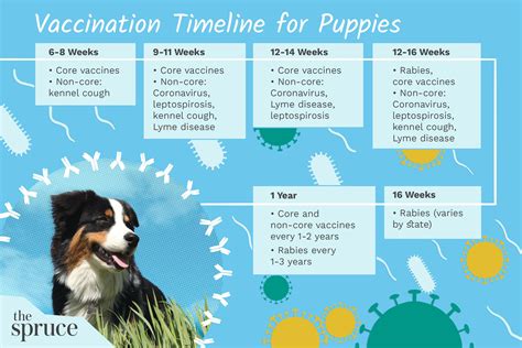 Puppy Vaccinations When To Get Them And Why Oggsync Com