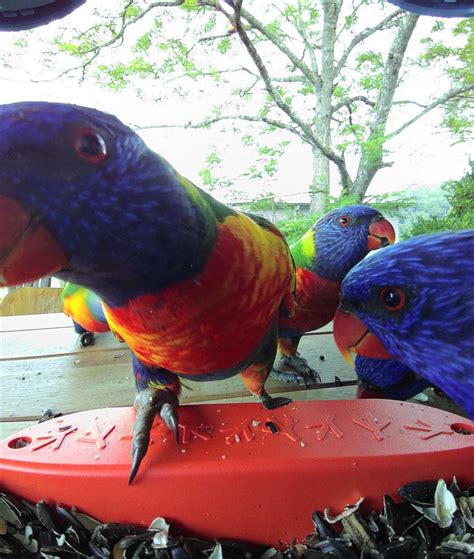 Rainbow Lorikeets Often Travel Together In Pairs And Occasionally