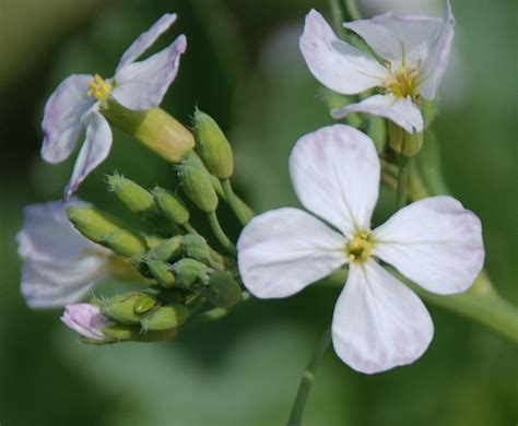 Raphanus Raphanistrum Wild Radish East If Hyatt Inn Uc D Flickr