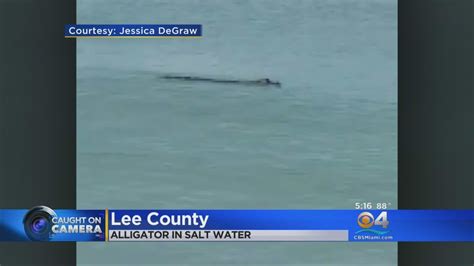 Rare Alligator Sighting On Florida Gulf Coast Beach Youtube