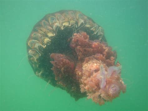 Rare Massive Jellyfish Are Being Found On Emerald Coast Florida Beaches After Hurricane Ian