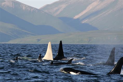 Rare Sighting Of All White Orca Whale Science Smithsonian