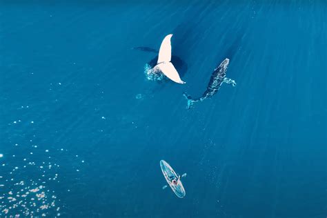 Rare Tail Sailing Whale Behavior Caught On Camera