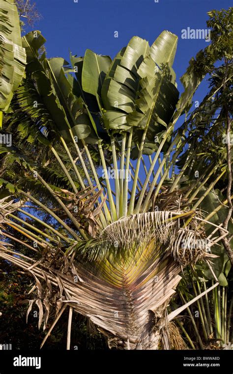 Ravenala Madagascariensis Commonly Known As Traveller S Tree Or