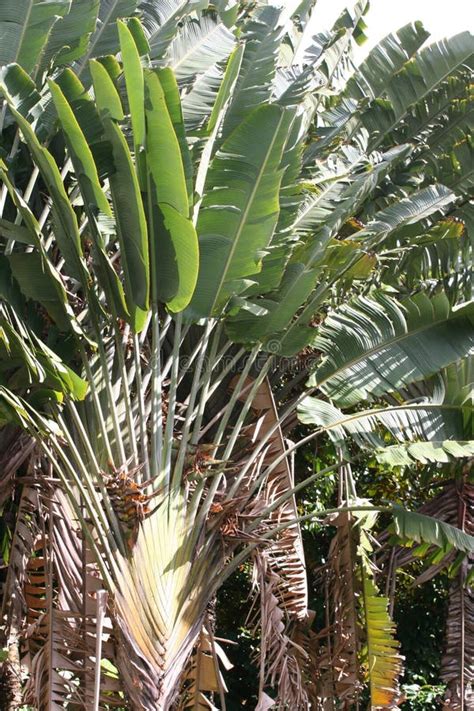 Ravenala Madagascariensis Travelers Palm Fan Stock Image Image Of Banana Hawaii 7918135