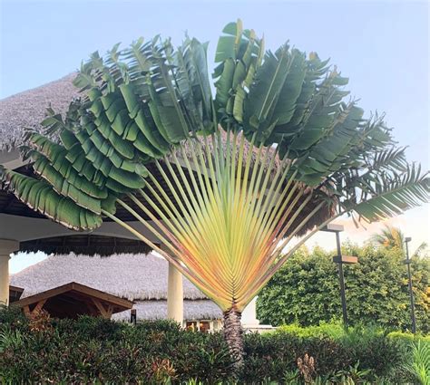 Ravenala Madagascariensis Travelers Palm Tree For Sale South Florida Treeworld Wholesale