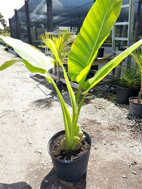 Ravenala Madagascariensis Travelers Tree Travelers Palm Plantvine